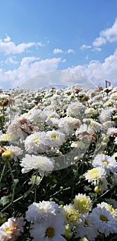 white flowers landscape in the mountains and the skys