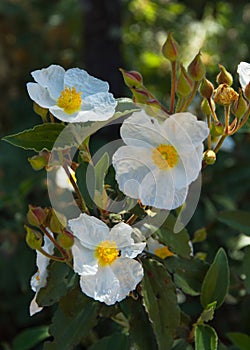 White Flowers Laurel Rockrose