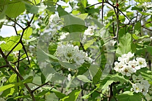 White flowers in the leafage of Crataegus submollis