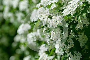 White flowers, leaves and branches of spring hawthorn. Blooming wild hawthorn bush. Medicinal plant.