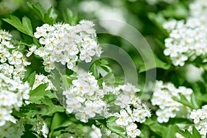 White flowers, leaves and branches of spring hawthorn. Blooming wild hawthorn bush. Medicinal plant.