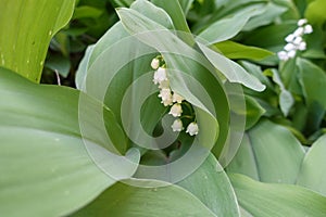 White flowers and leaves of lily of the valley