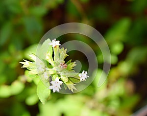 White Flowers and Leaves of Stevia Rebaudiana Plant - Artificial Sweetener photo