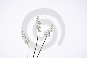 White flowers lilies of the valley isolated on white background.  Flower pattern