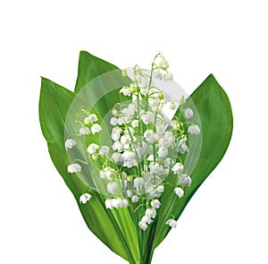 White flowers lilies of the valley isolated on white