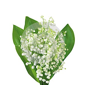 White flowers lilies of the valley isolated on white