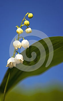 White flowers of lily-of-the-valley on blue sky photo