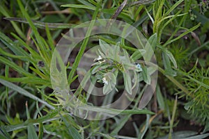 White flower of Field gromwell or corn gromwell, Lithospermum arvense