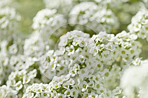 White flowers of Lobularia maritima