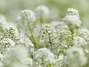 White flowers of Lobularia maritima