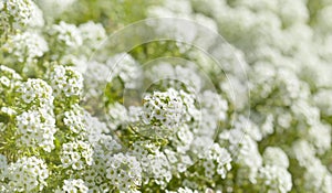 White flowers of Lobularia maritima