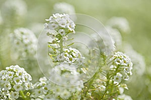 White flowers of Lobularia maritima