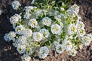 White flowers of Lobularia maritima.