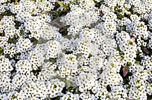White flowers of Lobularia maritima or Alyssum maritimum