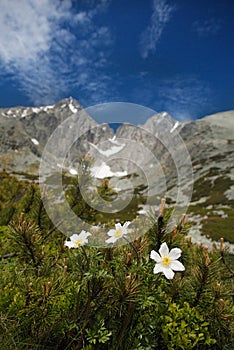 White flowers and Lomnica Peak