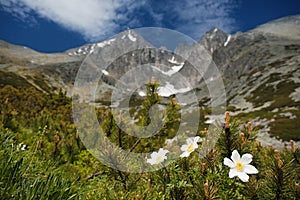 White flowers and Lomnica Peak