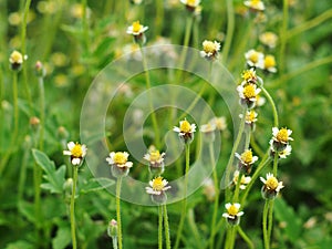 White flowers look similar to wild daisy grass flowers under summer sunlight selective focus in green grass field authentic o