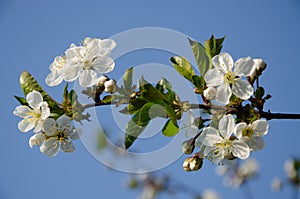 White flowers in macro. Flowering trees. Bee on a white flower.