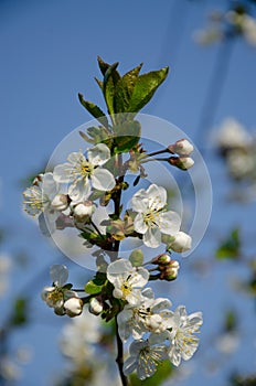 White flowers in macro. Flowering trees. Bee on a white flower.