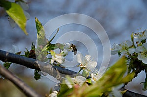 White flowers in macro. Flowering trees. Bee on a white flower.