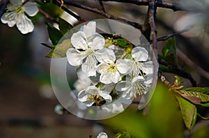 White flowers in macro. Flowering trees. Bee on a white flower.