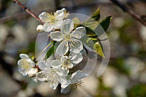 White flowers in macro. Flowering trees. Bee on a white flower.