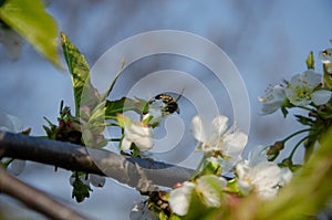 White flowers in macro. Flowering trees. Bee on a white flower.