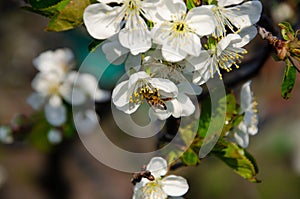 White flowers in macro. Flowering trees. Bee on a white flower.