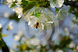 White flowers in macro. Flowering trees. Bee on a white flower.