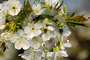 White flowers in macro. Flowering trees. Bee on a white flower.