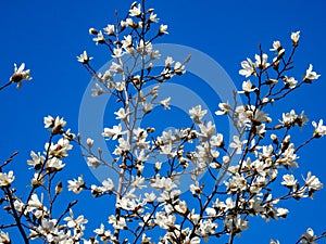 White flowers of magnolia cobus against the blue sky