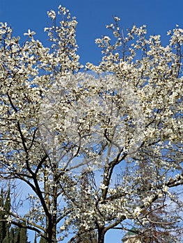 White flowers on magnolia trees