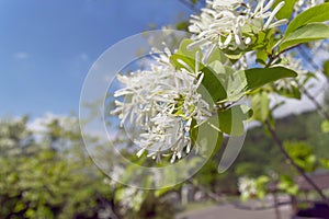 White flowers of manna ash in bloom