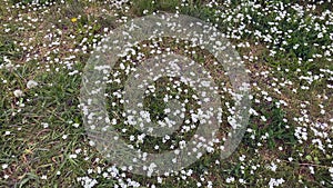 White flowers on a meadow glade in the spring rays of the sun.