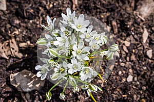 White flowers of the milk star