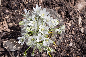 White flowers of the milk star