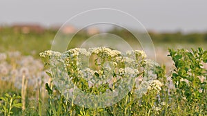 White flowers of millefolium in green grass field