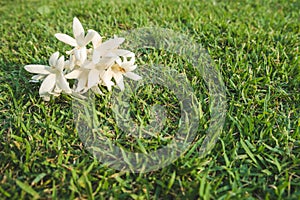 White flowers of Millingtonia hortensis on the lawn