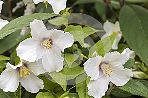 White flowers of Mock Orange, an ornamental shrubby plant.