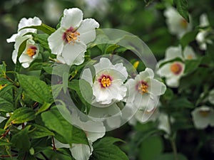 White flowers on a mock orange shrub