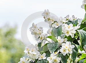 White flowers of Mock orange shrub