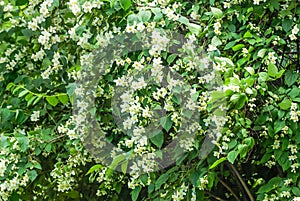 White flowers of Mock orange shrub