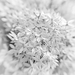 White flowers monochrome close-up photo