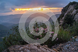 White flowers and mountain landscape