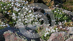 White flowers moving in the wind in Brittany