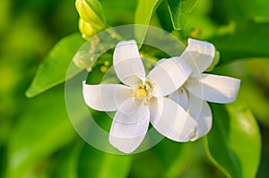 White flowers-Murraya exotica photo