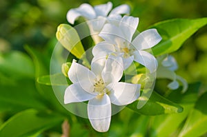 White flowers-Murraya exotica photo