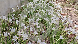 The White flowers named onion lily is a flowering plant grown in Ratchaburi province