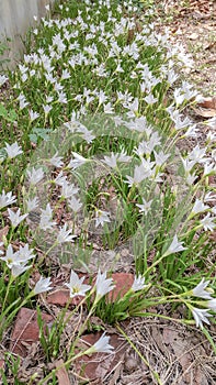 The White flowers named onion lily is a flowering plant grown in Ratchaburi province