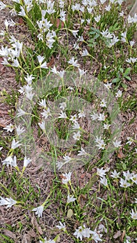 The White flowers named onion lily is a flowering plant grown in Ratchaburi province